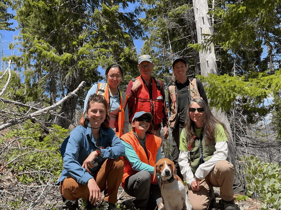 Group photo from the USFS lichen biomonitoring training in the Rouge River–Siskiyou National Forest. Lower row (left to right): Ashley Rivero (LMI), Bri Bernstein (U.S. Forest Service [USFS]), and Amanda Hardman (USFS). Upper row (left to right) Jennifer Brown (LMI), David Walls (LMI), and Teresa Bird (USFS).